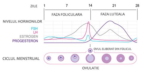 faza foliculara|Menstruatie: ghid complet ciclu menstrual 